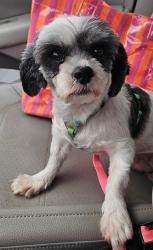 Lost Female Dog last seen Near Shannon rd apt 10e Durham,NC 27707, Durham, NC 27707