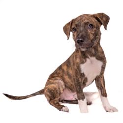 Shelter Stray Male Dog last seen , 4575 E Mesquite Ave, Palm Springs, CA 92264, USA