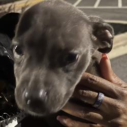 Shelter Stray Male Dog last seen , 980 Guilford College Rd, Greensboro, NC 27409, USA