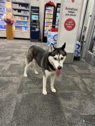 Found/Stray Female Dog last seen Cvs in Woodbury plaza shopping mall, Plainview, NY 11803