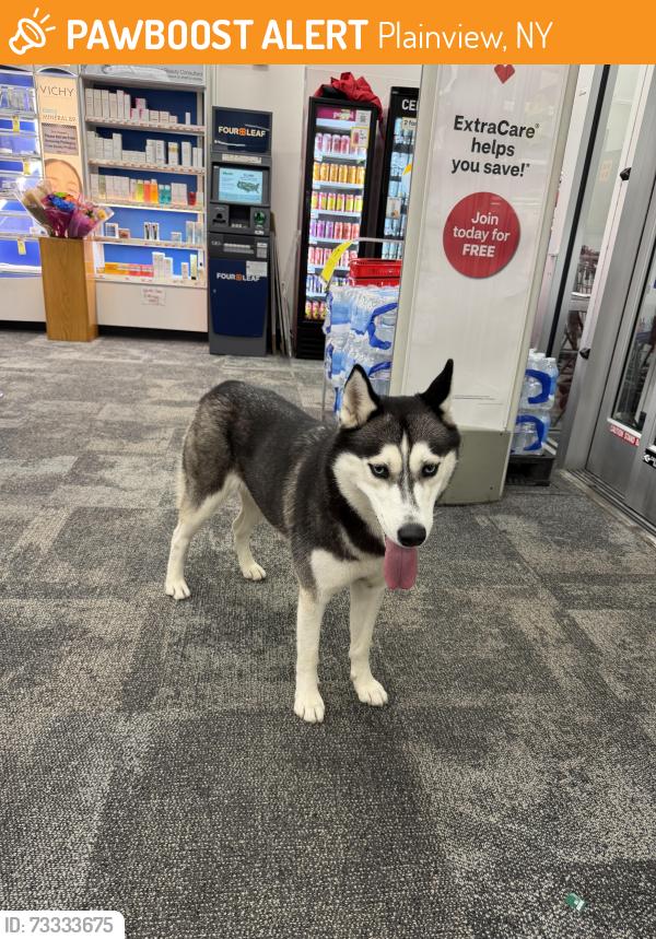 Found/Stray Female Dog last seen Cvs in Woodbury plaza shopping mall, Plainview, NY 11803