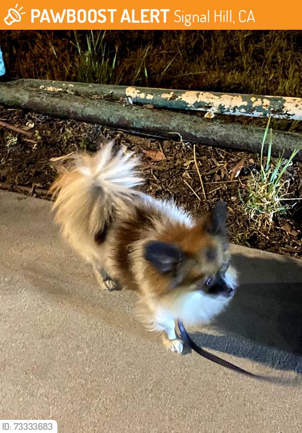 Found/Stray Unknown Dog last seen Hill and orbispo, Signal Hill, CA 90755