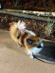 Found/Stray Unknown Dog last seen Hill and orbispo, Signal Hill, CA 90755