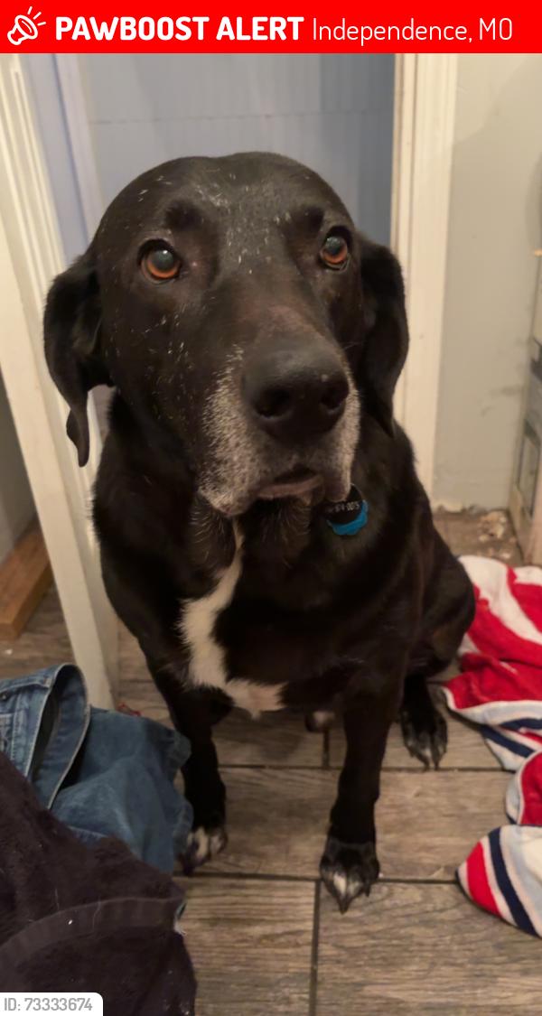 Lost Male Dog last seen 23rd street and summit road, Independence, MO 64050