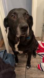 Lost Male Dog last seen 23rd street and summit road, Independence, MO 64050