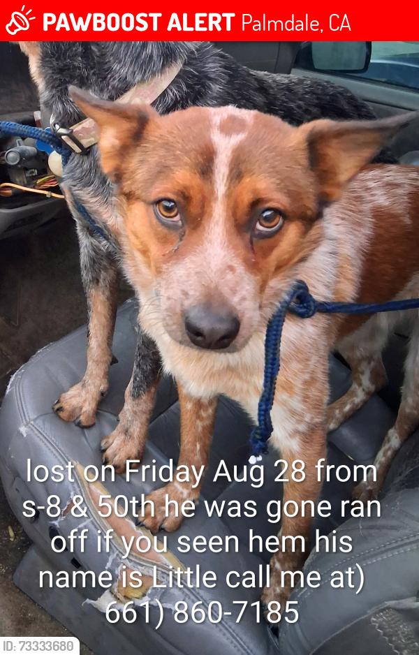 Lost Male Dog last seen S-8 & 50th, Palmdale, CA 93552