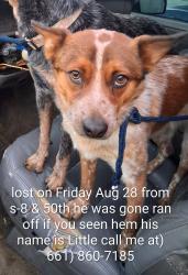 Lost Male Dog last seen S-8 & 50th, Palmdale, CA 93552