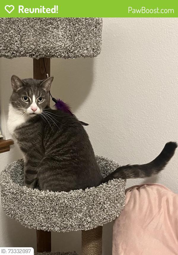 Reunited Male Cat last seen Halleck & McLellan in the Meadows neighborhood, Wellington, CO 80549