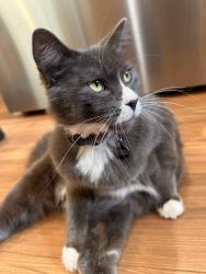 Lost Male Cat last seen Near 9th ave s Des Moines wa, Des Moines, WA 98198