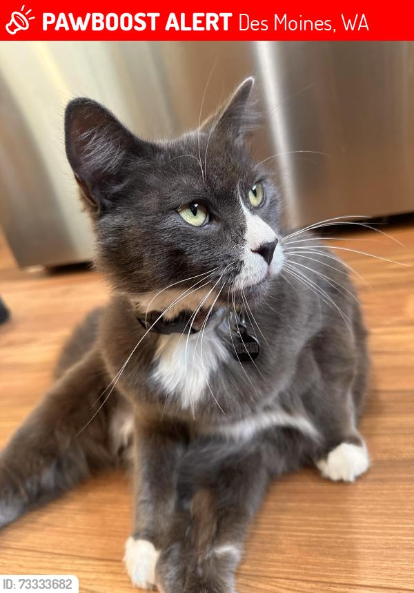 Lost Male Cat last seen Near 9th ave s Des Moines wa, Des Moines, WA 98198