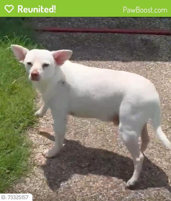 Reunited Male Dog last seen On River Park Road - Speegeville, Tx, Waco, TX 76657