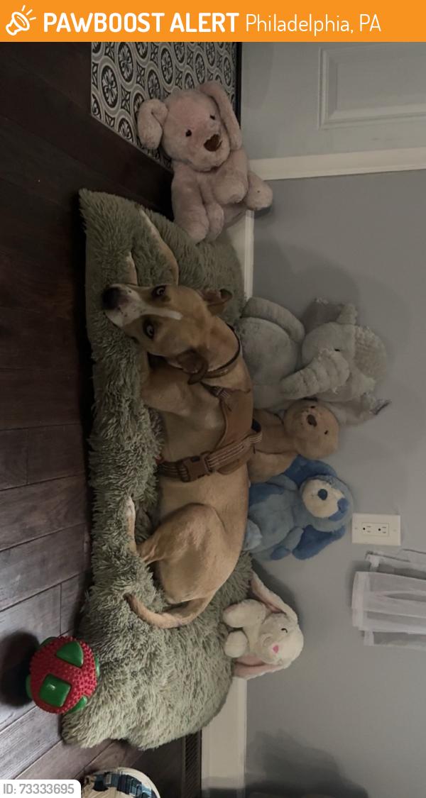 Found/Stray Female Dog last seen W Thompson, Philadelphia, PA 19121