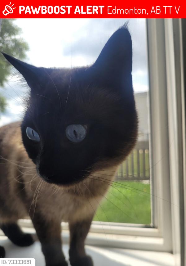 Lost Male Cat last seen West edmonton mall Thorncliff Area, Edmonton, AB T5T 0V5