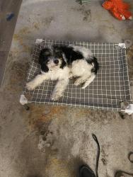 Reunited Male Dog last seen Cherry and Tina Marie, Meridian, ID 83642