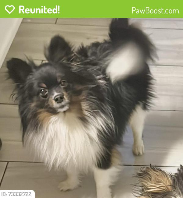Reunited Male Dog last seen Reading pa, Reading, PA 19601