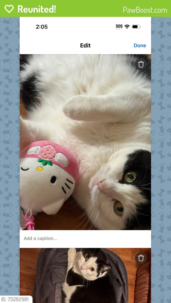 Reunited Female Cat last seen aberdeen and andrews, Winnipeg, MB 