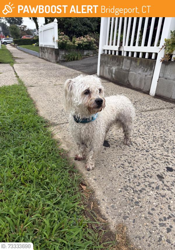 Found/Stray Male Dog last seen Upper North End of Bpt.- Madison Ave/Vincellet, Bridgeport, CT 06609