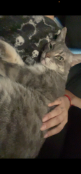 Lost Female Cat last seen Sycamore and west pepper pl, Mesa, AZ 85201
