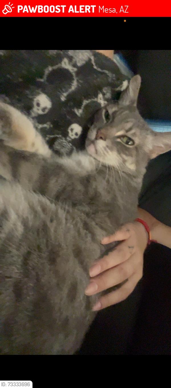 Lost Female Cat last seen Sycamore and west pepper pl, Mesa, AZ 85201