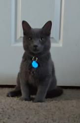 Lost Male Cat last seen S Mobile & S Norfolk, Aurora, CO 80016