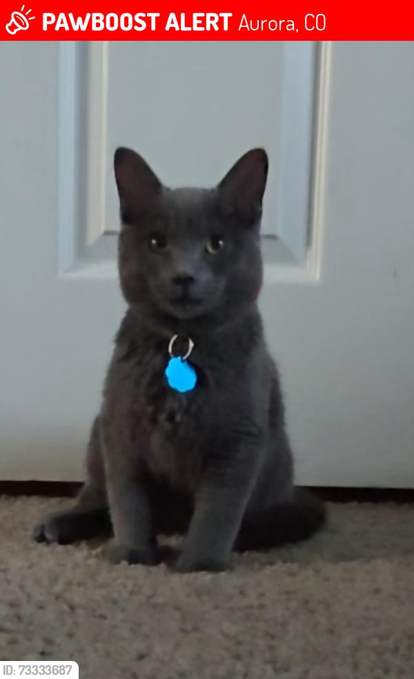 Lost Male Cat last seen S Mobile & S Norfolk, Aurora, CO 80016