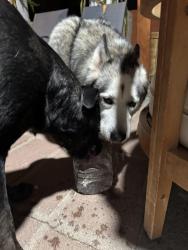 Reunited Unknown Dog last seen Chestnut & Aspen Ave, Mesa, AZ 85204