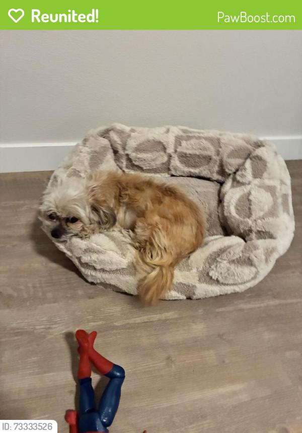 Reunited Female Dog last seen Lugonia and Orange, Redlands, CA 92374