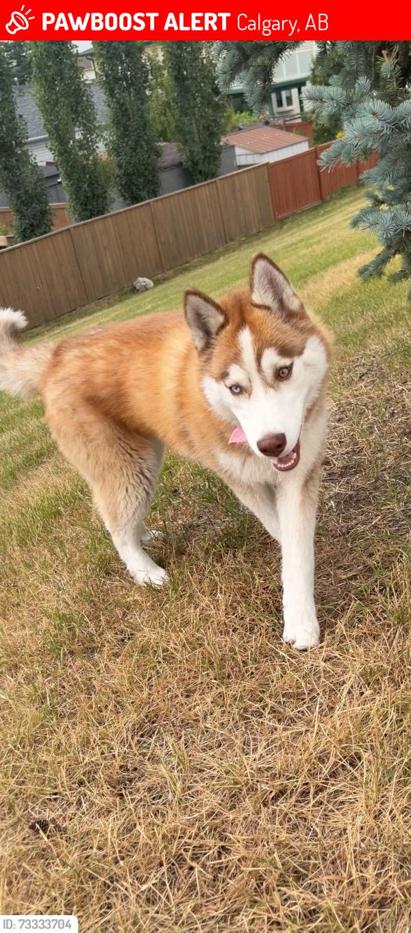 Lost Male Dog last seen Near ave NE, Calgary, AB 