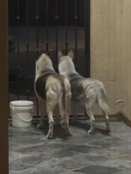 Found/Stray Unknown Dog last seen Coastal Hills/Butterfly Way, Chula Vista, CA 91914