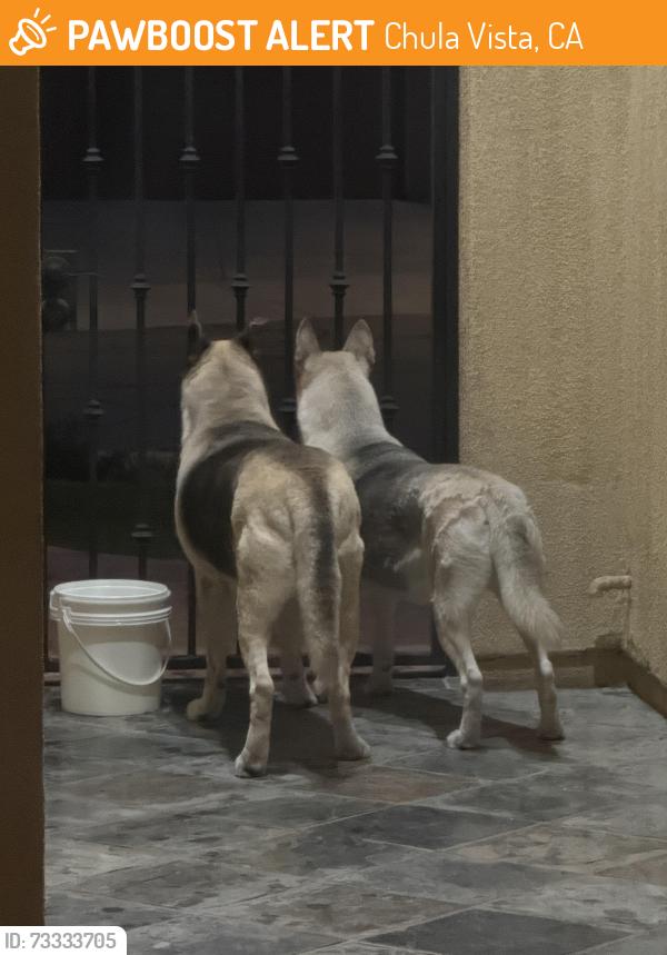Found/Stray Unknown Dog last seen Coastal Hills/Butterfly Way, Chula Vista, CA 91914