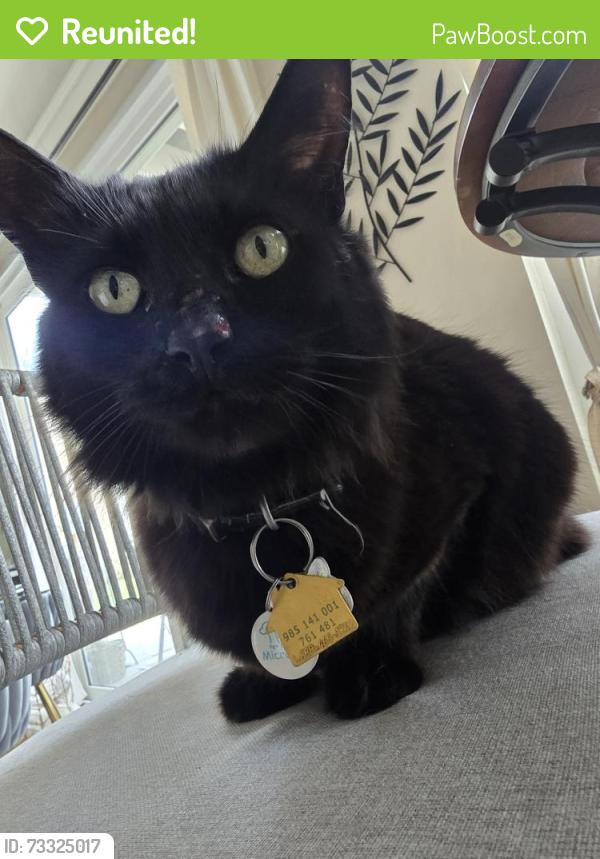 Reunited Male Cat last seen Menifee Rd, Menifee, CA 92584