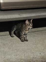 Found/Stray Male Cat last seen Saunton dr, Cinco Ranch, TX 77450