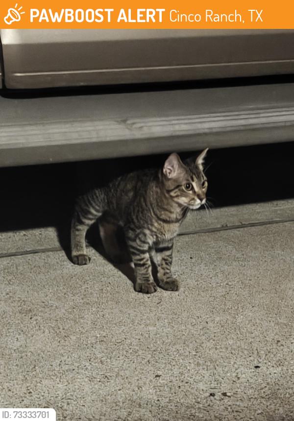 Found/Stray Male Cat last seen Saunton dr, Cinco Ranch, TX 77450