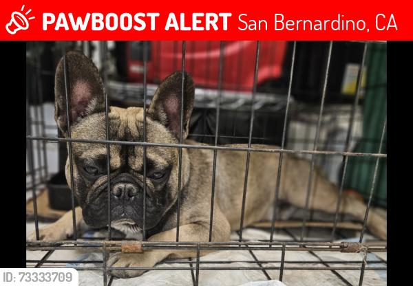 Lost Male Dog last seen E st & highland Ave, San Bernardino, CA 92405