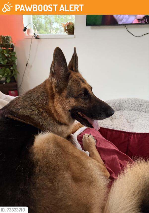 Found/Stray Female Dog last seen Circle d drive, Palm Beach County, FL 33470