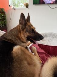 Found/Stray Female Dog last seen Circle d drive, Palm Beach County, FL 33470