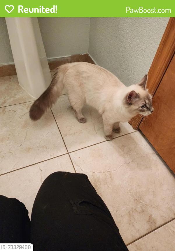 Reunited Unknown Cat last seen York and 120th, Thornton, CO 80241