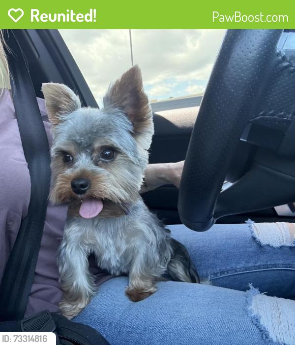Reunited Male Dog last seen Wilhelmina, north, Pauline st, Anaheim, CA 92805