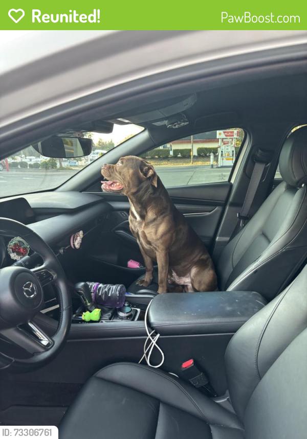 Reunited Male Dog last seen Shell gas station, Parkland, WA 98444