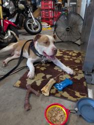 Found/Stray Male Dog last seen Wedgefield - Near Hal Scott Reserve entrance - End of Quarterly., Orlando, FL 32833