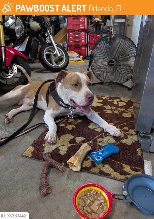 Found/Stray Male Dog last seen Wedgefield - Near Hal Scott Reserve entrance - End of Quarterly., Orlando, FL 32833