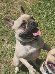 Lost Female Dog last seen E st and highland ave, San Bernardino, CA 92405