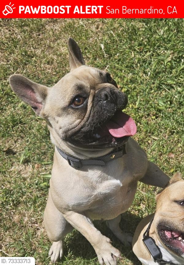 Lost Female Dog last seen E st and highland ave, San Bernardino, CA 92405