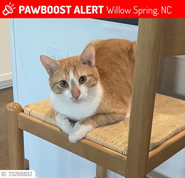 Lost Male Cat last seen Near Open Grove Way, Willow Spring, NC 27592