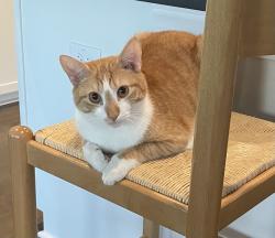 Lost Male Cat last seen Near Open Grove Way, Willow Spring, NC 27592