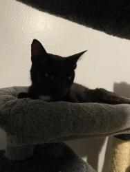Reunited Female Cat last seen N 60 St and Hamptom, Milwaukee, WI 53218