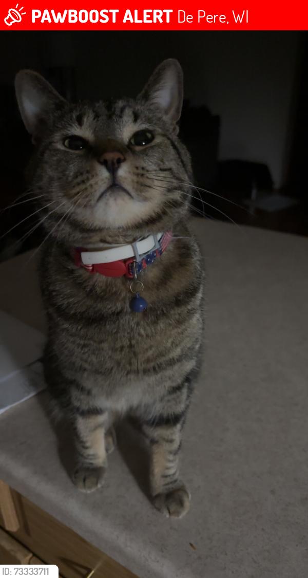 Lost Male Cat last seen Samantha Street off Lawrence Drive, De Pere, WI 54115