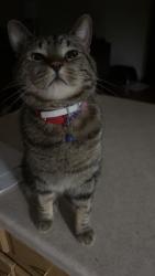 Lost Male Cat last seen Samantha Street off Lawrence Drive, De Pere, WI 54115