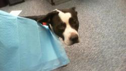 Shelter Stray Male Dog last seen CHARLOTTE, 8315 Byrum Dr, Charlotte, NC 28217, USA