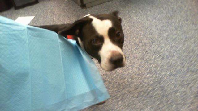 Shelter Stray Male Dog last seen CHARLOTTE, 8315 Byrum Dr, Charlotte, NC 28217, USA